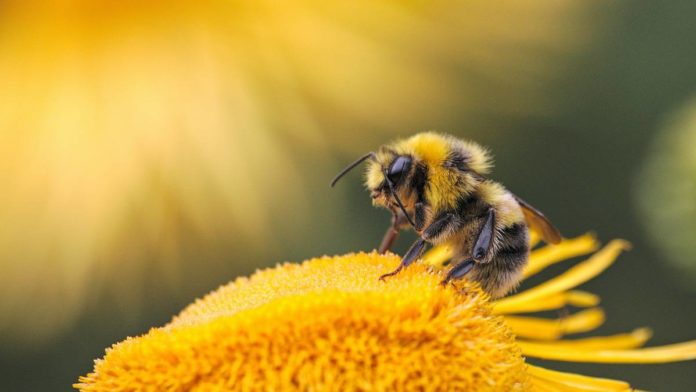 Beeflow réaliser une levée de fonds pour sauver les abeilles.